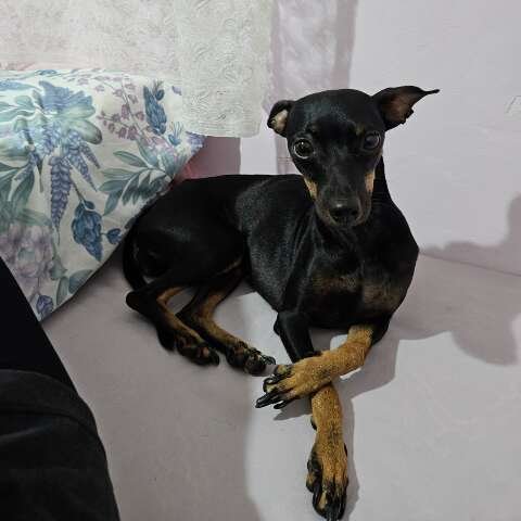Pinscher foge de casa no Rancho Alegre e professora pede ajuda para encontrá-la