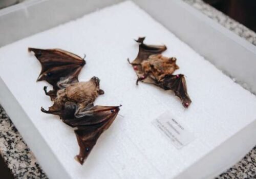 Campo Grande confirma segundo caso de morcego com raiva em 2026