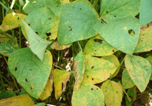 MS registra aumento de casos de ferrugem asiática da soja com 68 focos