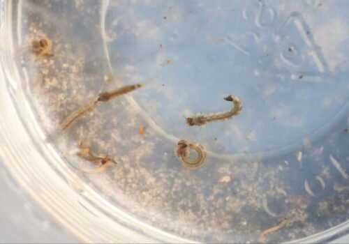 Chikungunya inicia ano com alta de 133% nos casos, após recorde de mortes em MS