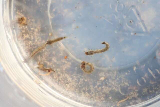 Chikungunya inicia ano com alta de 133% nos casos, após recorde de mortes em MS