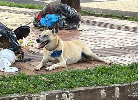 Vira-lata é encontrado ferido no Cidade Jardim e aguarda tutor