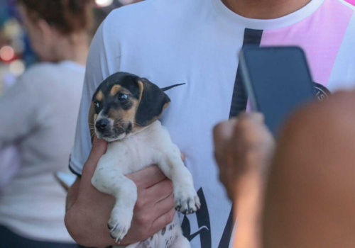 Ação de adoção reúne cães resgatados de maus-tratos na Praça Bolívia