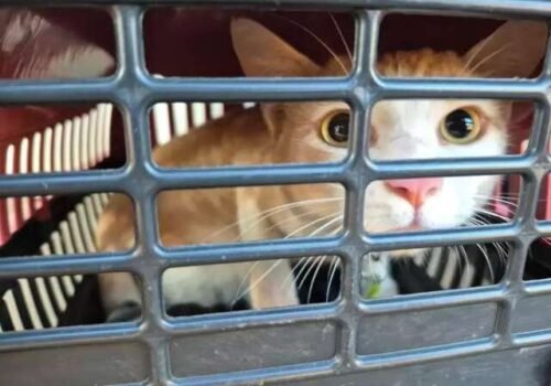 Castração de gatos pausa no Carnaval e retorna dia 19