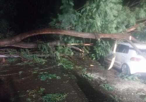 Após galho atingir carro, moradora teme queda de árvore: “vai cair na sala”