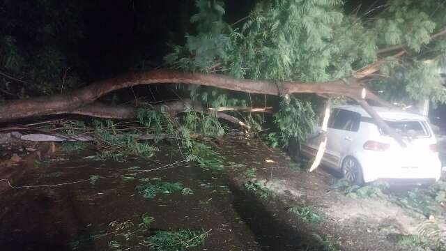 Após galho atingir carro, moradora teme queda de árvore: “vai cair na sala”