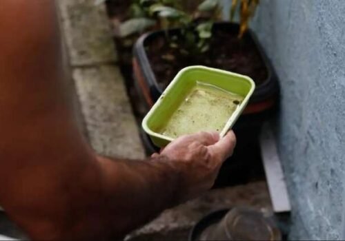 Dengue tem média de quase um caso confirmado por dia em janeiro