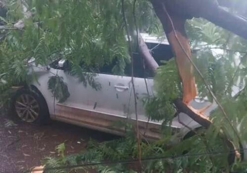 Morador fica com prejuízo após árvore atingir carro perto da UCDB