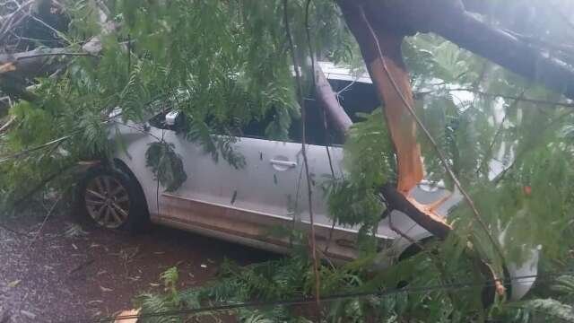 Morador fica com prejuízo após árvore atingir carro perto da UCDB