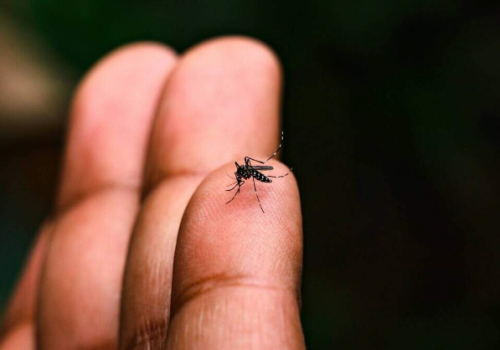 Mato Grosso do Sul registra 107 casos confirmados de dengue