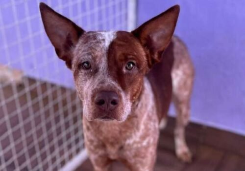 Apelidado de "Paçoca", cachorro resgatado na Rua Jeribá procura por seu tutor