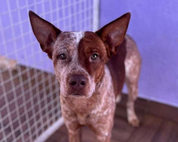 Apelidado de "Paçoca", cachorro resgatado na Rua Jeribá procura por seu tutor