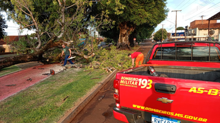 Temporal derruba árvores e destelha casas na tarde deste sábado Temporal derruba árvores e destelha casas na tarde deste sábado