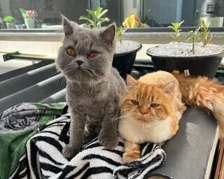 Família procura gato persa desaparecido há seis dias no Nova Lima Família procura gato persa desaparecido há seis dias no Nova Lima