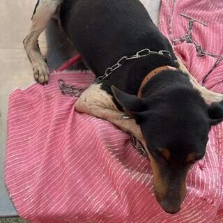 Viu a Amora? Cadela foge no Jardim Itamaracá durante chuva