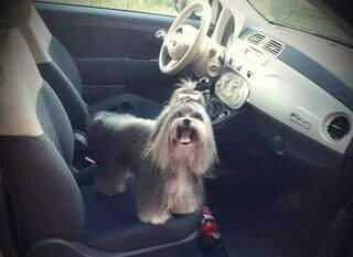 Cachorrinha Mell partiu e foi eternizada em motorhome da família Cachorrinha Mell partiu e foi eternizada em motorhome da família