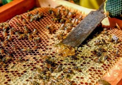 Produtores de MS terão abatimento em financiamentos após queda de preços