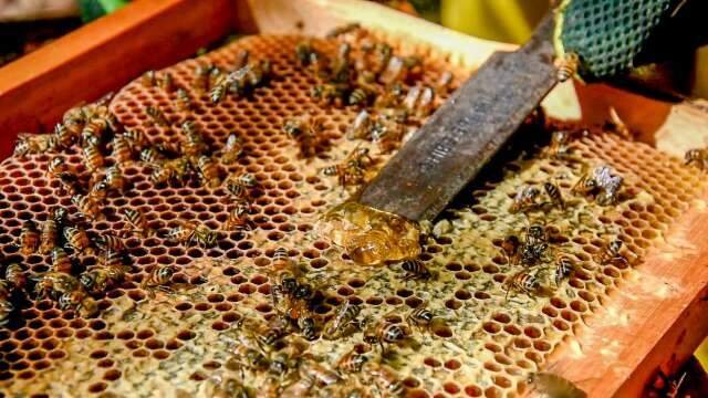 Produtores de MS terão abatimento em financiamentos após queda de preços