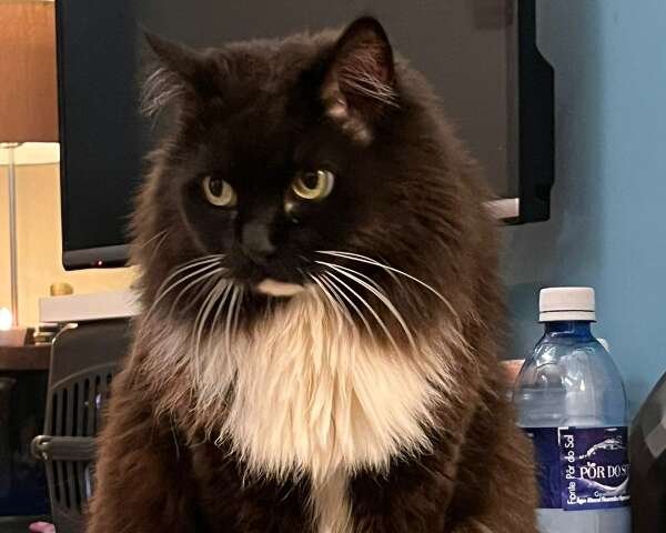 Companhia do tutor há quase 14 anos, Mika desaparece e deixa família aflita