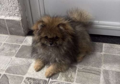 Cachorro presenteado à criança desaparece durante a chuva no Bairro Santa Fé