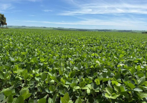 Colheita da soja em MS atinge 6,2% da área e avança em ritmo desigual