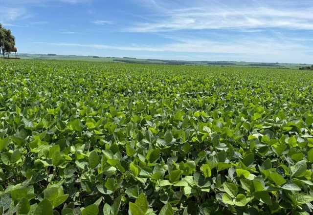 Colheita da soja em MS atinge 6,2% da área e avança em ritmo desigual
