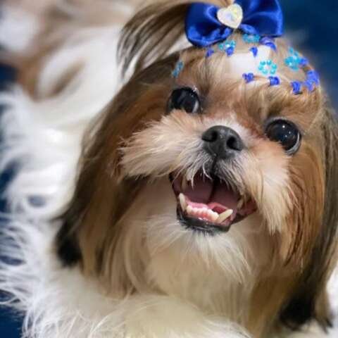 Família busca Nina, shih-tzu de 1 ano que desapareceu na Capital