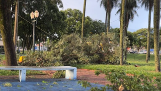 Árvore cai sobre veículo durante temporal de 40 minutos no interior