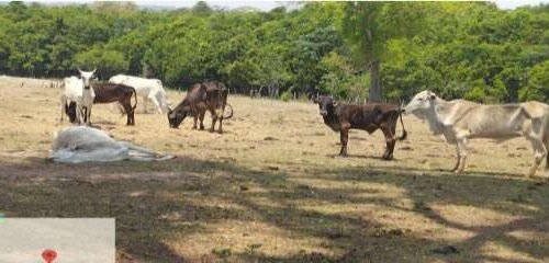 Fazendeiro de MS é multado em mais de meio milhão por maus-tratos a bovinos