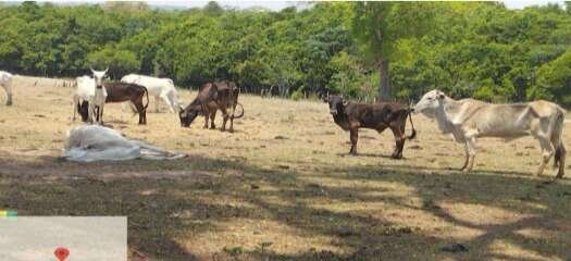 Fazendeiro de MS é multado em mais de meio milhão por maus-tratos a bovinos