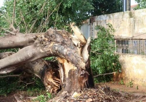 No Jardim Imá, prejuízo por árvore caída vai de insulina a 1 tonelada de carne