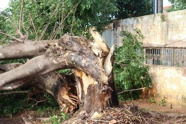 No Jardim Imá, prejuízo por árvore caída vai de insulina a 1 tonelada de carne