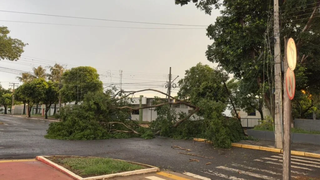 Árvore cai sobre veículo durante temporal de 40 minutos no interior