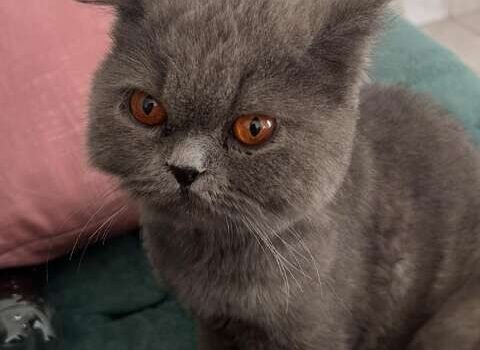 Família procura gato persa desaparecido há seis dias no Nova Lima