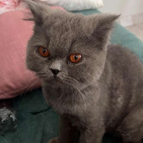 Família procura gato persa desaparecido há seis dias no Nova Lima