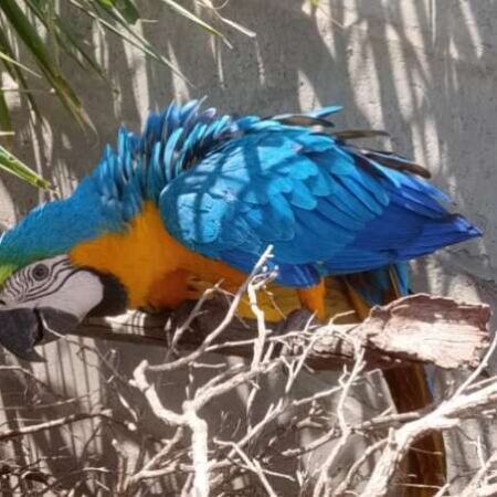 Servidora encontra arara machucada e fica 3h30 de "plantão" até resgate