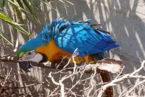 Servidora encontra arara machucada e fica 3h30 de "plantão" até resgate