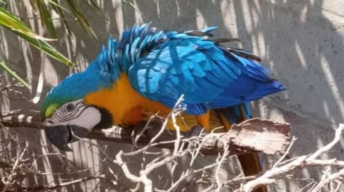 Servidora encontra arara machucada e fica 3h30 de "plantão" até resgate