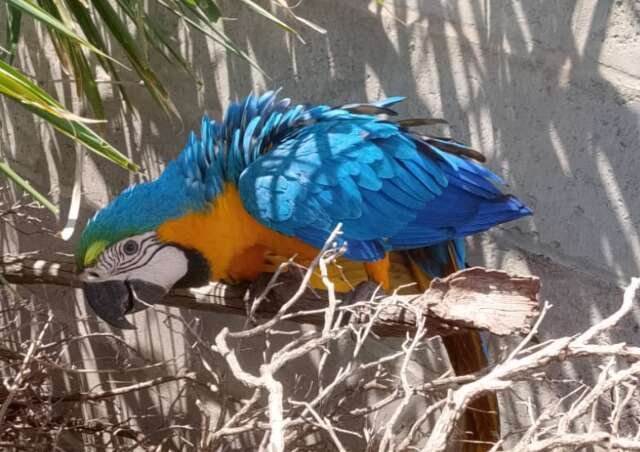 Servidora encontra arara machucada e fica 3h30 de "plantão" até resgate