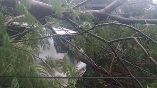 Morador fica com prejuízo após árvore atingir carro perto da UCDB