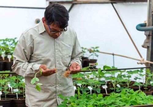 Bioinsumos avançam no campo e aumentam produtividade da soja em até 8%