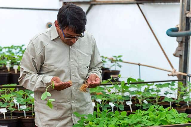 Bioinsumos avançam no campo e aumentam produtividade da soja em até 8%