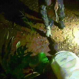 Jacaré é resgatado em quintal de residência após chuva intensa