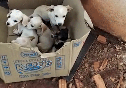 Filhotes são abandonados dentro de caixa de papelão em terreno baldio