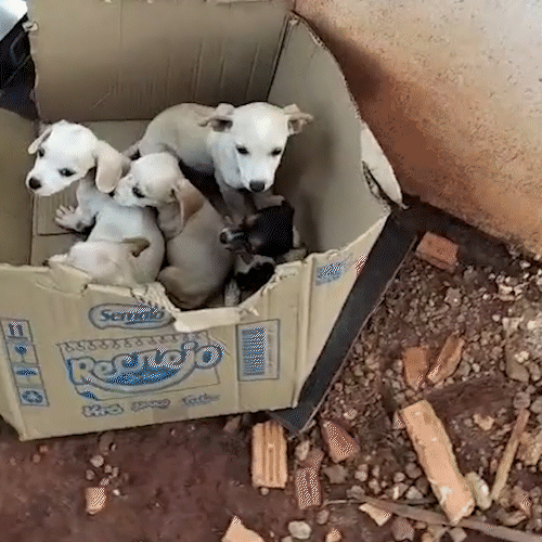 Filhotes são abandonados dentro de caixa de papelão em terreno baldio