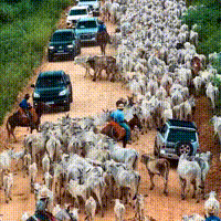 Entre paisagem e tradição, comitiva cruza Estrada Parque do Pantanal