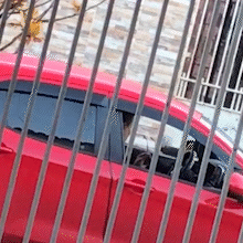 Vídeo mostra motorista abandonando cãozinho na rua: "desumano", diz moradora