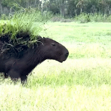 Em clima de Carnaval, capivara desfila fantasiada com plantas aquáticas