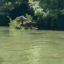 Atletas flagram sucuri gigante descansando às margens do Rio Formoso