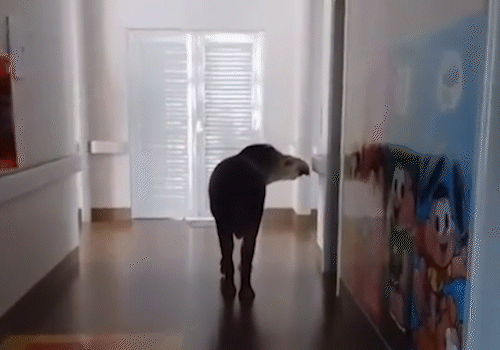 Anta Tico vira atração ao visitar hospital em Anaurilândia